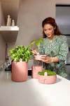 magic microgreens mou terra